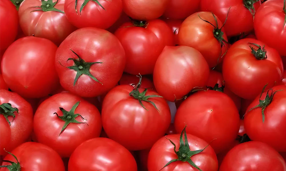 O papel do registrador de dados de temperatura no transporte de tomate