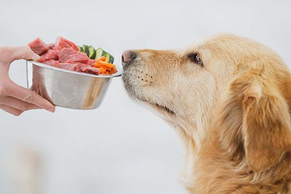 O gravador de temperatura da cadeia fria de alimentos pode impedir a perda de nutrição