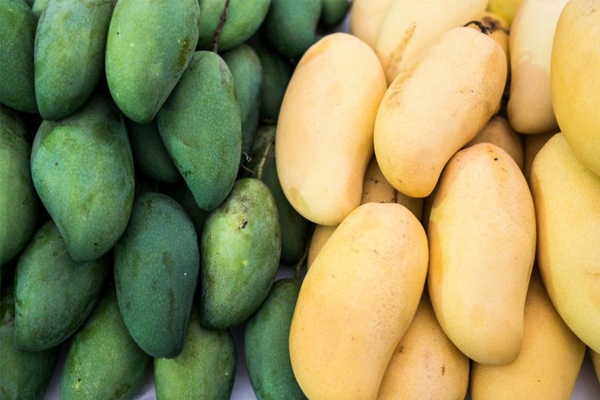 O uso de gravador de temperatura LCD descartável tornará o transporte de manga mais seguro